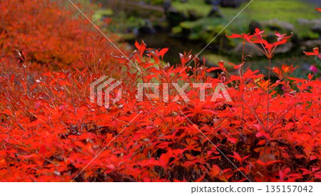 高知縣新淀川町大戶水壩湖岸邊，秋色絢麗。 135157042