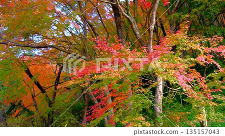 高知縣新淀川町大戶水壩湖岸邊,秋色絢麗。 高知縣新淀川町大戶水壩湖岸邊,秋色絢麗。 135157043