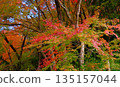 高知縣新淀川町大戶水壩湖岸邊，秋色絢麗。 135157044