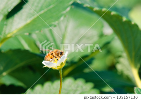 Bees pollinating and sipping nectar from flowers in a strawberry greenhouse 135157130