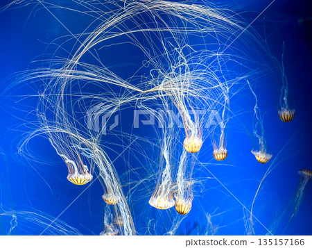 日本海蕁麻 135157166