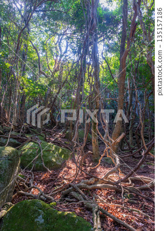 Ivy Vine Forest, Yakushima, a World Heritage Site (Spring) 135157186