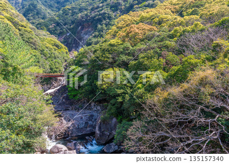 Fresh green mountains and rivers in the Western Forest Road area of Yakushima, a World Heritage Site (Spring) Fresh green mountains and rivers in the Western Forest Road area of Yakushima, a World Heritage Site (Spring) 135157340