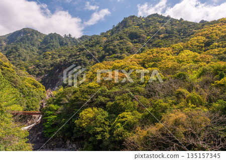 Fresh green mountains and rivers in the Western Forest Road area of Yakushima, a World Heritage Site (Spring) 135157345