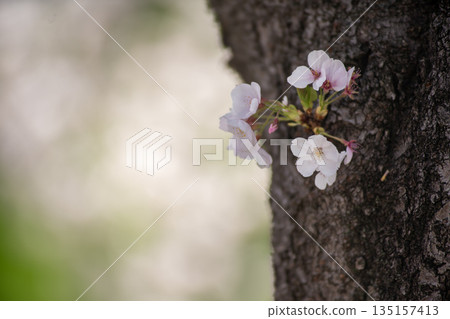 Cherry blossoming in trunk 135157413