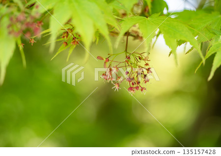 Maple flowers Maple flowers 135157428