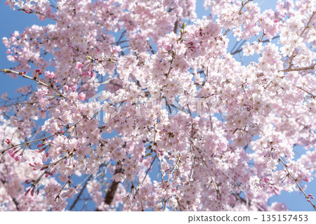 Looking up at the weeping cherry tree Looking up at the weeping cherry tree 135157453