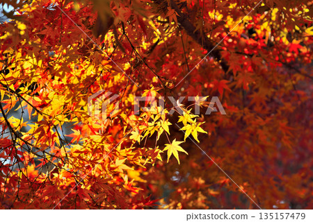 Autumn leaves of maple Autumn leaves of maple 135157479