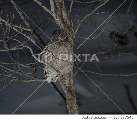 Shimous owl Shimous owl 135157545