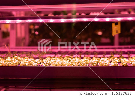 Microgreens under grow lights, closeup. Seedlings salad growing under LED lights in greenhouse Microgreens under grow lights, closeup. Seedlings salad growing under LED lights in greenhouse 135157635