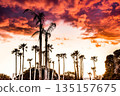 Palm trees and sunsets 135157675