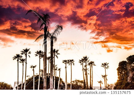 Palm trees and sunsets Palm trees and sunsets 135157675