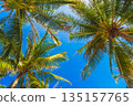 green leaves of coconut palm trees on background of a blue sky in the tropics in summer on tropical resort on island. Concept of tourism and travel 135157765