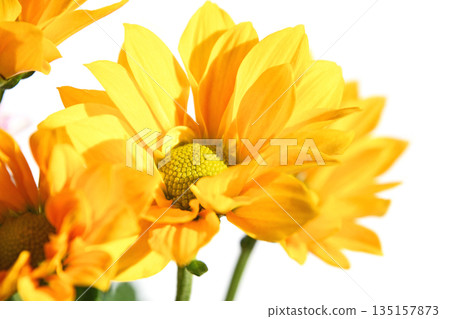 菊花(噴霧菊花) 菊花(噴霧菊花) 135157873
