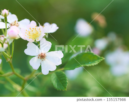 Wild rose flower close-up Wild rose flower close-up 135157986