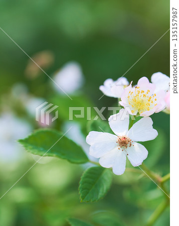 Wild rose flower close-up 135157987