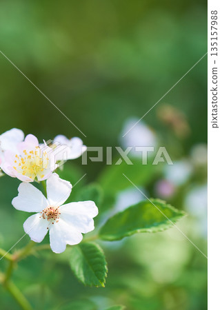 野生玫瑰花特寫 135157988