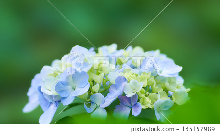 Beautiful light blue hydrangea on a green background Beautiful light blue hydrangea on a green background 135157989