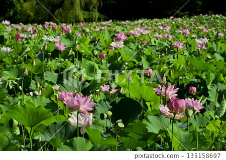 古賀市公園的奧加荷花池盛開 古賀市公園的奧加荷花池盛開 135158697