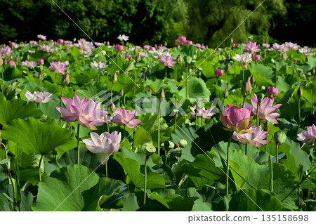古賀市公園的奧加荷花池盛開 古賀市公園的奧加荷花池盛開 135158698
