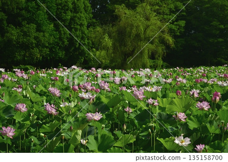 Blooming Oga Lotus Pond in Koga City General Park Blooming Oga Lotus Pond in Koga City General Park 135158700