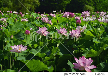 Blooming Oga Lotus Pond in Koga City General Park Blooming Oga Lotus Pond in Koga City General Park 135158702