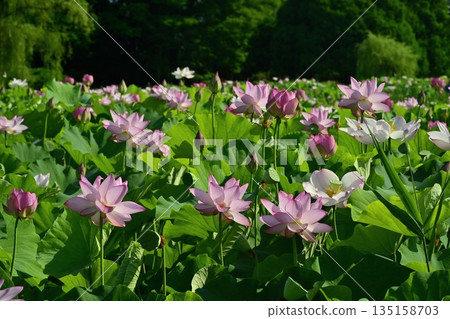 Blooming Oga Lotus Pond in Koga City General Park 135158703