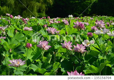 Blooming Oga Lotus Pond in Koga City General Park Blooming Oga Lotus Pond in Koga City General Park 135158704
