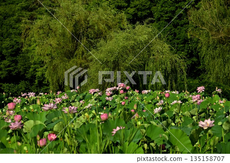 古賀市公園的奧加荷花池盛開 135158707