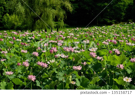 Blooming Oga Lotus Pond in Koga City General Park Blooming Oga Lotus Pond in Koga City General Park 135158717