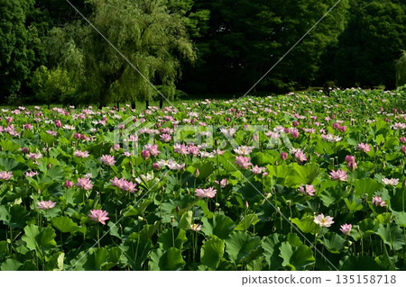 Blooming Oga Lotus Pond in Koga City General Park Blooming Oga Lotus Pond in Koga City General Park 135158718