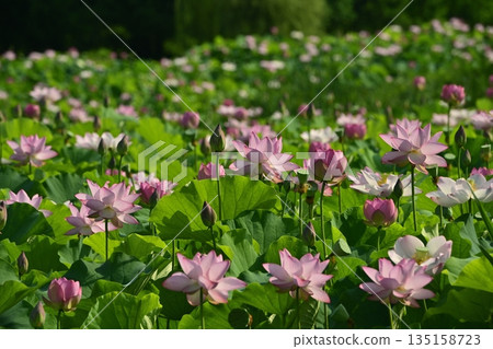 Blooming Oga Lotus Pond in Koga City General Park 135158723