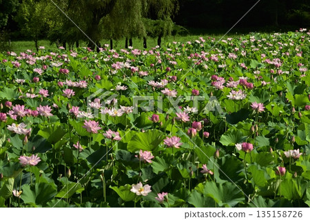 Blooming Oga Lotus Pond in Koga City General Park Blooming Oga Lotus Pond in Koga City General Park 135158726