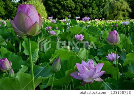 古賀市公園的奧加荷花池盛開 135158738
