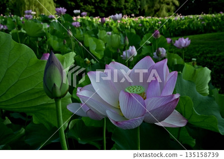 古賀市公園的奧加荷花池盛開 135158739