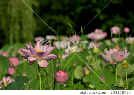 古賀市公園的奧加荷花池盛開 古賀市公園的奧加荷花池盛開 135158753