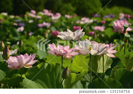 古賀市公園的奧加荷花池盛開 古賀市公園的奧加荷花池盛開 135158758