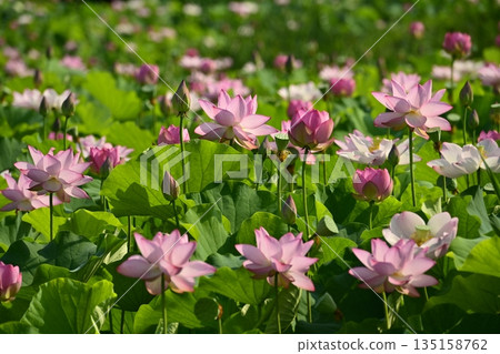 古賀市公園的奧加荷花池盛開 135158762