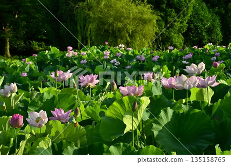 Blooming Oga Lotus Pond in Koga City General Park 135158765