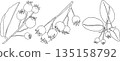 Set of serviceberry, saskatoon clusters, flowers, and single berries 135158792