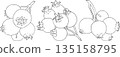 Set of serviceberry, saskatoon clusters, flowers, and single berries 135158795