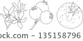 Set of serviceberry, saskatoon clusters, flowers, and single berries 135158796