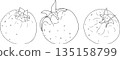Set of serviceberry, saskatoon clusters, flowers, and single berries 135158799