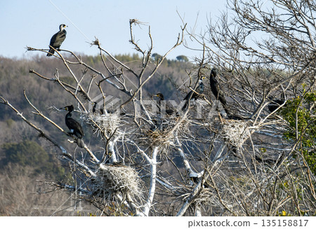 A cormorant's nest built on a tree A cormorant's nest built on a tree 135158817