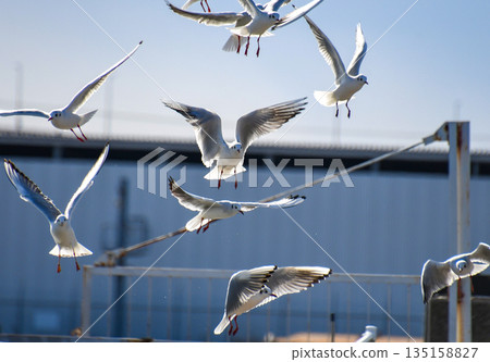 A flock of black-headed gulls flying over the harbor A flock of black-headed gulls flying over the harbor 135158827