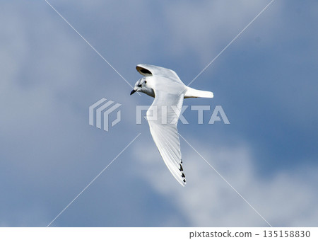 黑頭鷗在空中飛翔 135158830