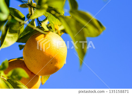 Ripened pomelo 135158871