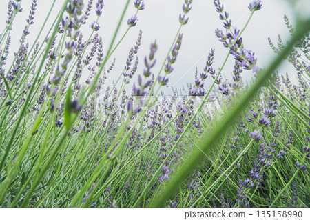 lavander, lavender, bloom 135158990