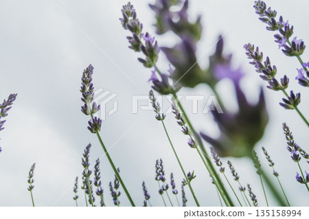 熏衣草 薰衣草 花朵 135158994