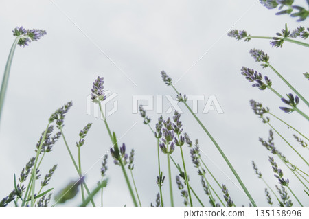 熏衣草 薰衣草 花朵 135158996